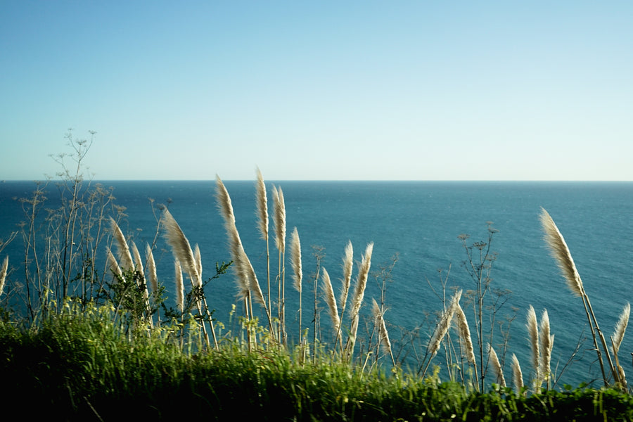 Stalks of vegetation sway in the wind along the coastline of the Pacific Ocean.
